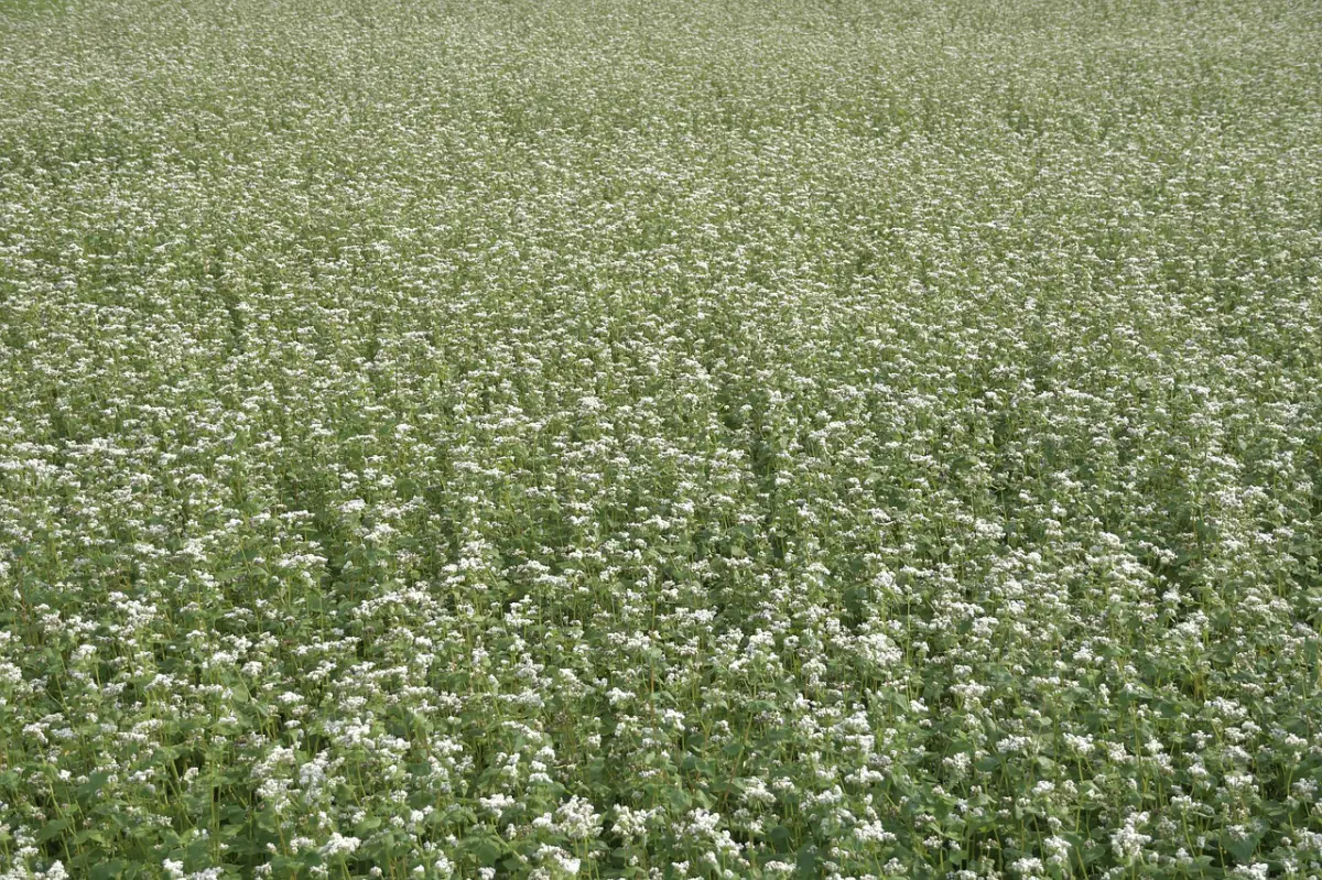 Afbeelding van Boekweit