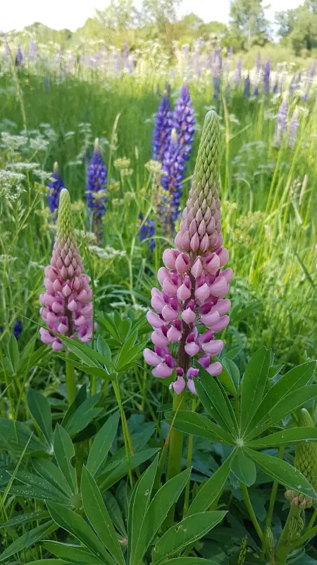 Afbeelding van Lupine