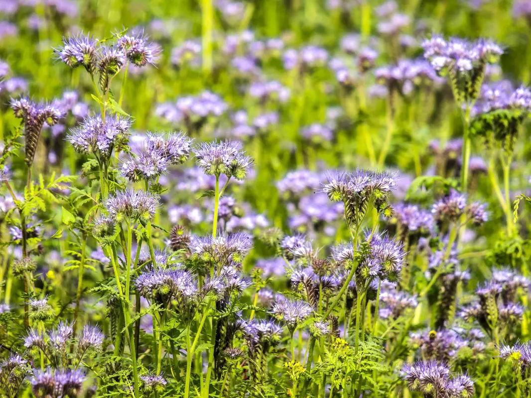 Afbeelding van Phacelia