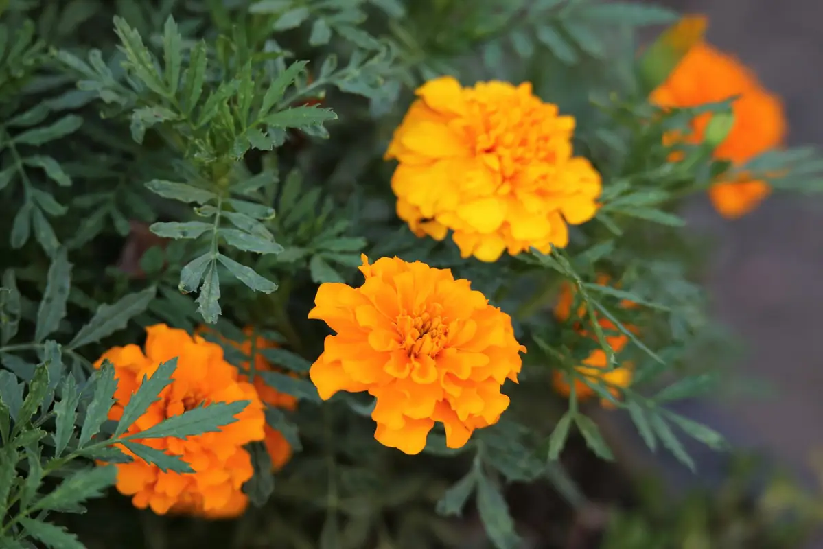 Afbeelding van Tagetes (afrikaantje)