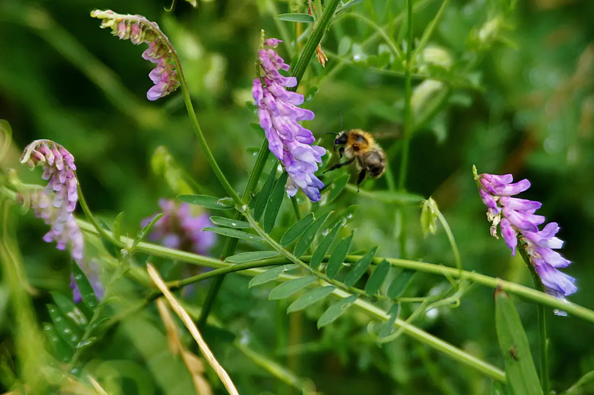 Afbeelding van Zomerwikke
